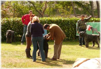 Elevage du CLOS DE LA LUETTE - COPYRIGHT DEPOSE